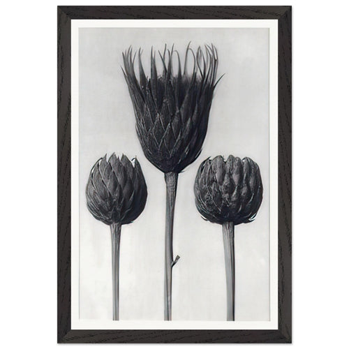 Art Forms in Nature 83 by Karl Blossfeldt, framed poster, view 2
