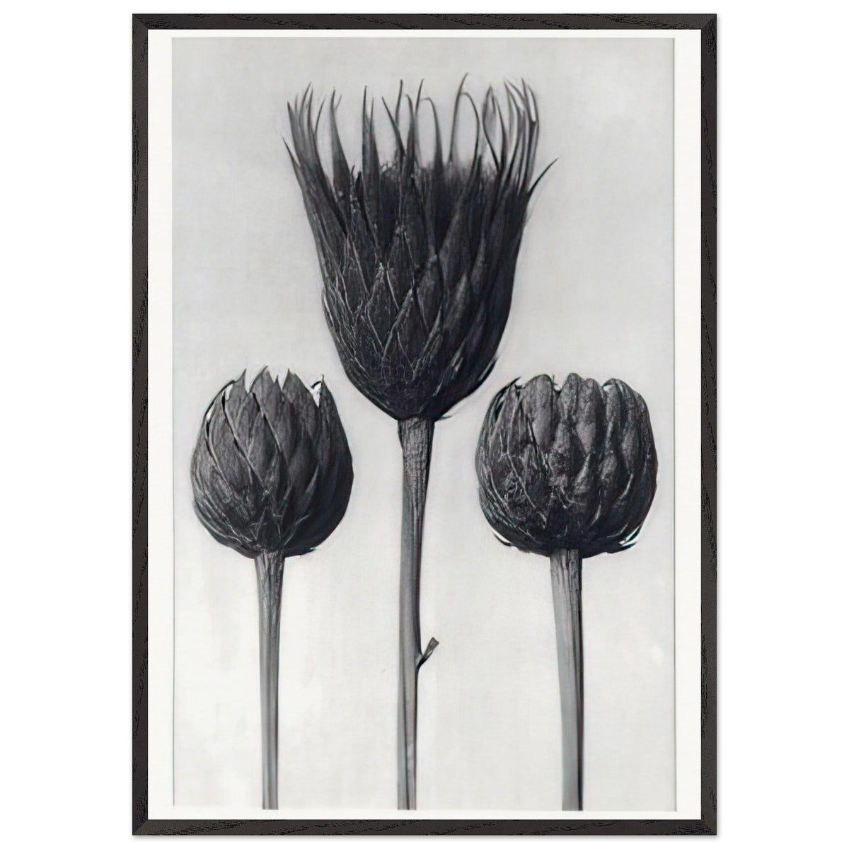 Art Forms in Nature 83 by Karl Blossfeldt, framed poster, view 3