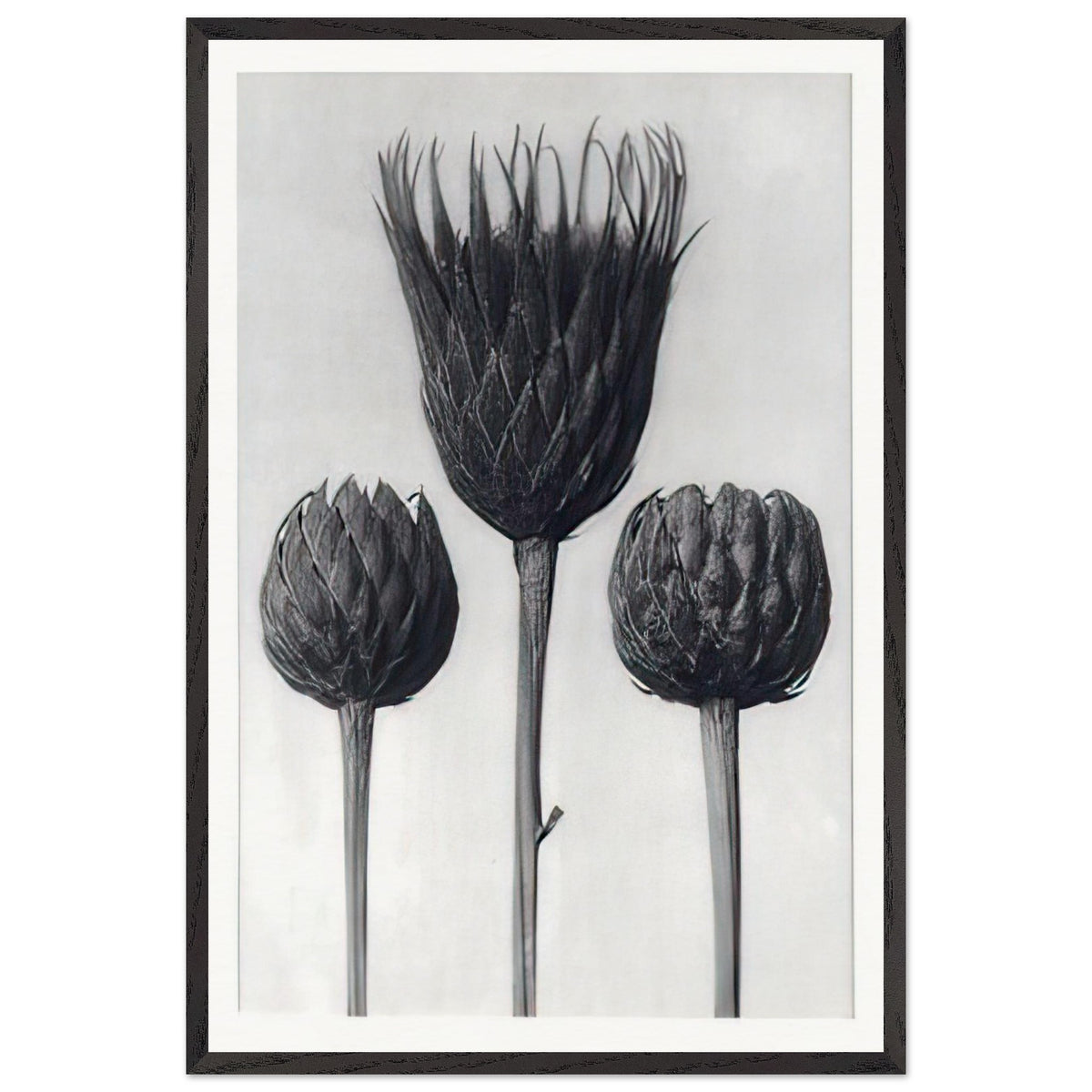 Art Forms in Nature 83 by Karl Blossfeldt, framed poster