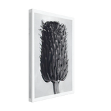 Art Forms in Nature 84 by Karl Blossfeldt, canvas, view 2