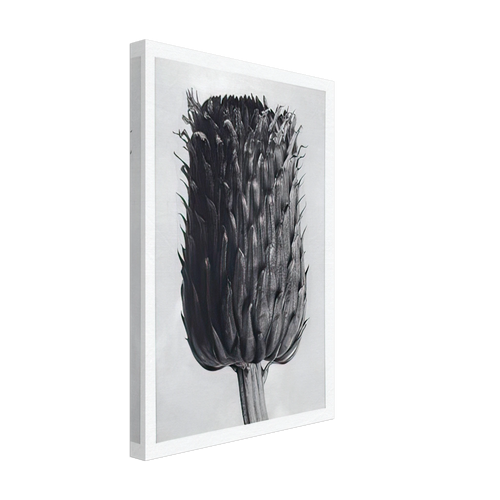 Art Forms in Nature 84 by Karl Blossfeldt, canvas, view 2