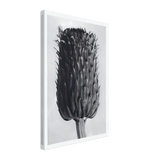 Art Forms in Nature 84 by Karl Blossfeldt, canvas