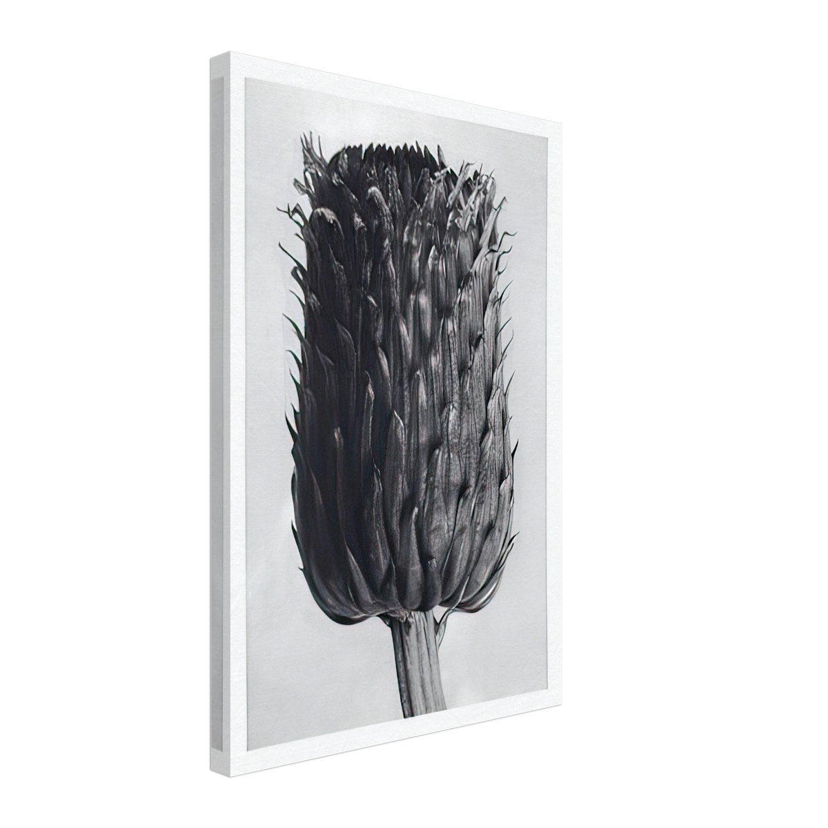 Art Forms in Nature 84 by Karl Blossfeldt, canvas