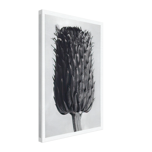 Art Forms in Nature 84 by Karl Blossfeldt, canvas