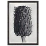 Art Forms in Nature 84 by Karl Blossfeldt, framed poster, view 2