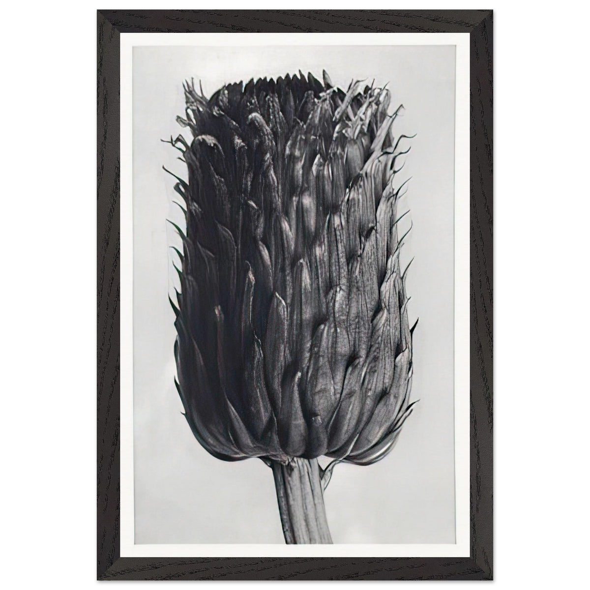 Art Forms in Nature 84 by Karl Blossfeldt, framed poster, view 2