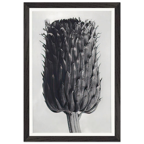 Art Forms in Nature 84 by Karl Blossfeldt, framed poster, view 2