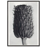Art Forms in Nature 84 by Karl Blossfeldt, framed poster, view 3