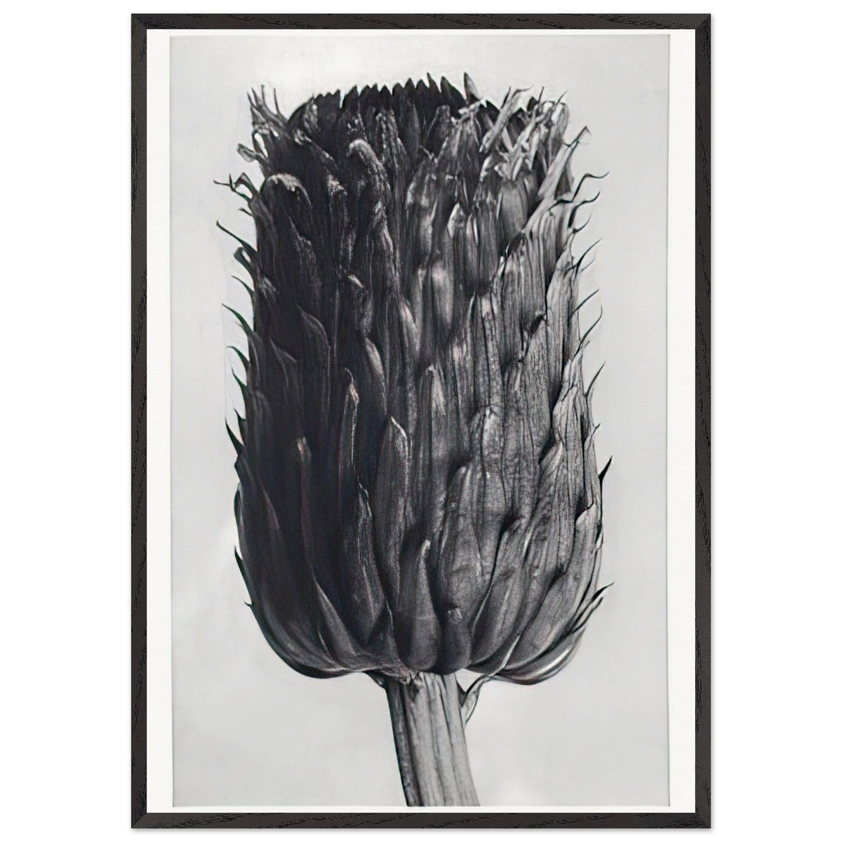 Art Forms in Nature 84 by Karl Blossfeldt, framed poster, view 3