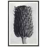 Art Forms in Nature 84 by Karl Blossfeldt, framed poster