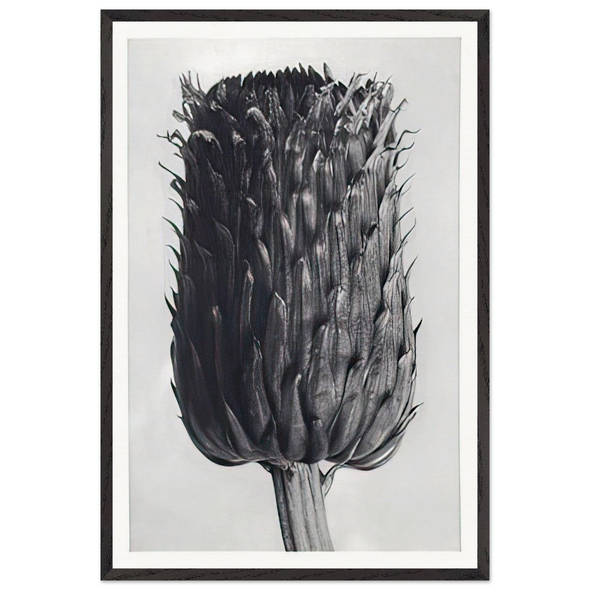 Art Forms in Nature 84 by Karl Blossfeldt, framed poster