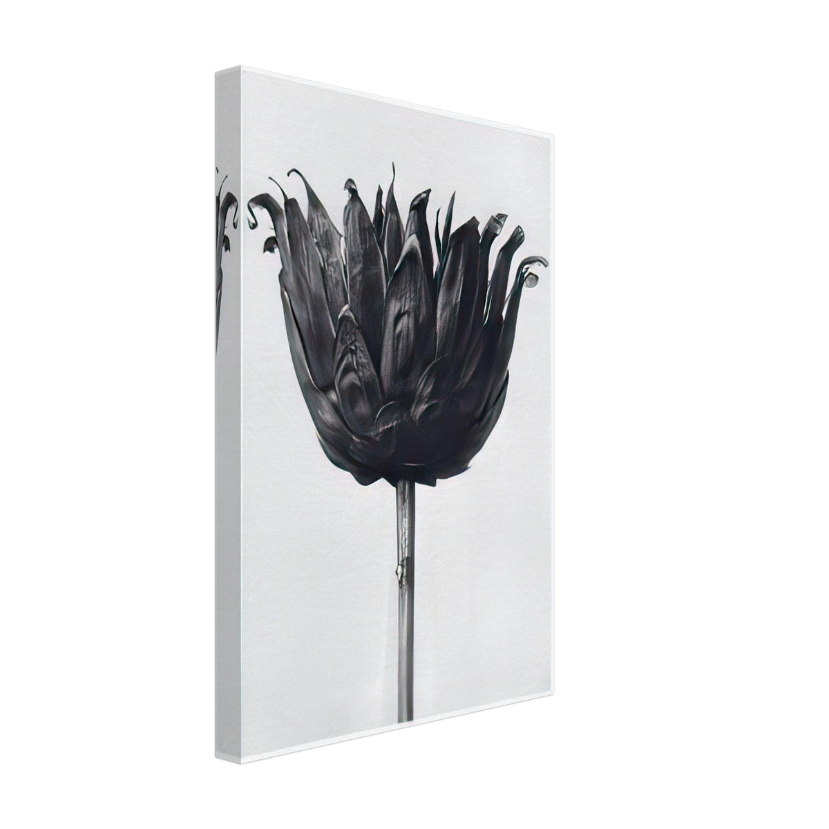 Art Forms in Nature 86 by Karl Blossfeldt, canvas, view 2