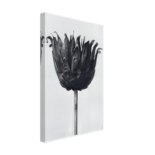 Art Forms in Nature 86 by Karl Blossfeldt, canvas, view 2