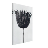 Art Forms in Nature 86 by Karl Blossfeldt, canvas