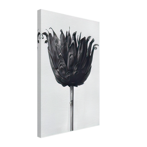 Art Forms in Nature 86 by Karl Blossfeldt, canvas