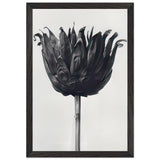 Art Forms in Nature 86 by Karl Blossfeldt, framed poster, view 2