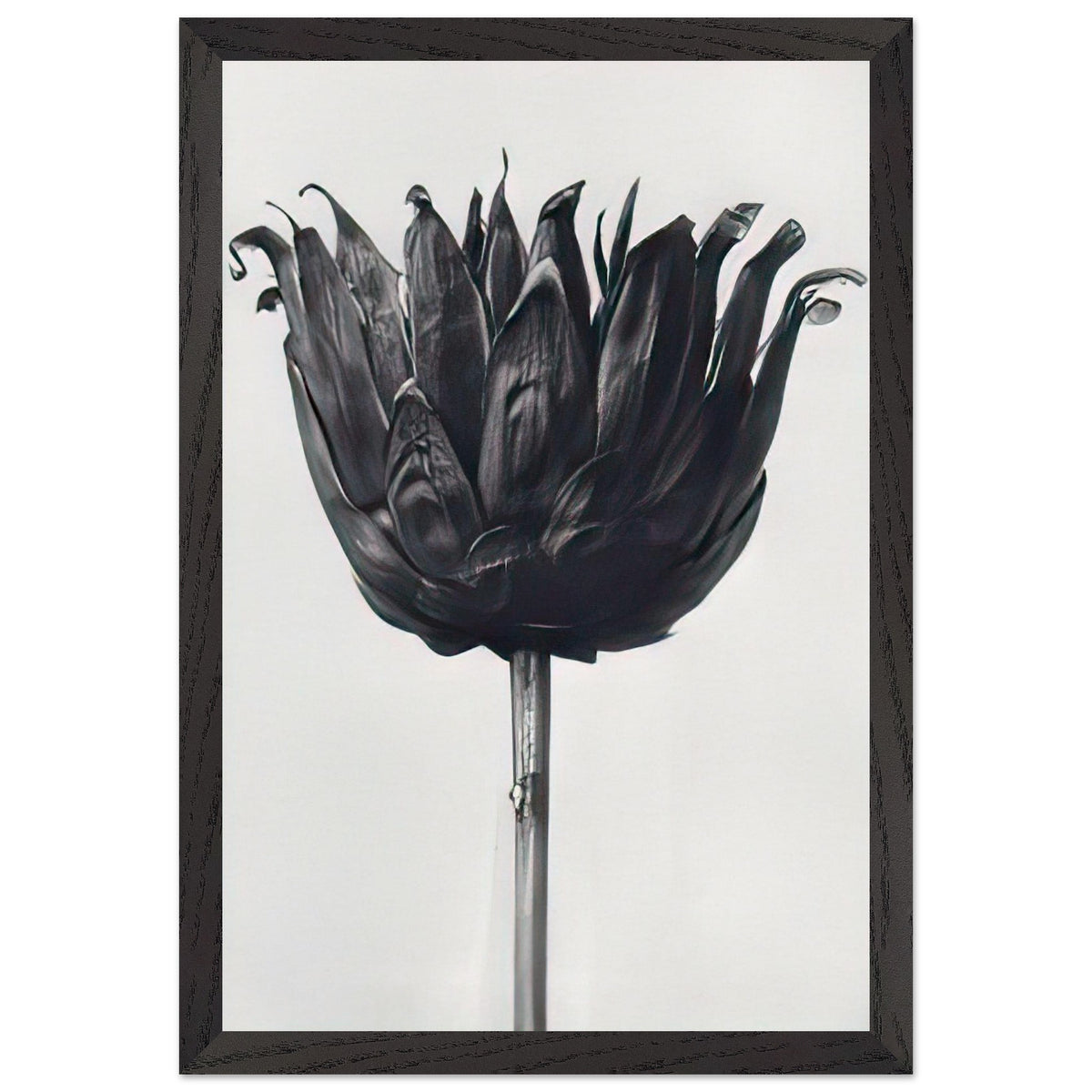 Art Forms in Nature 86 by Karl Blossfeldt, framed poster, view 2