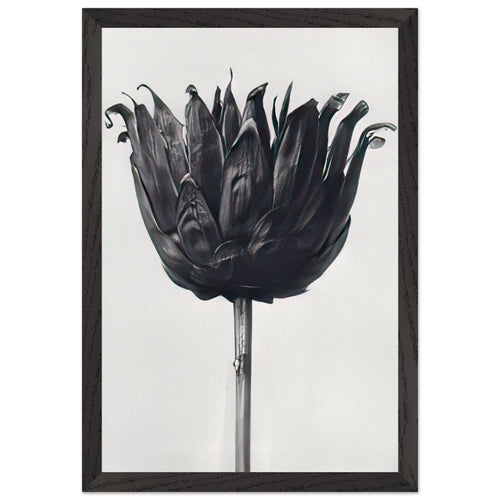 Art Forms in Nature 86 by Karl Blossfeldt, framed poster, view 2