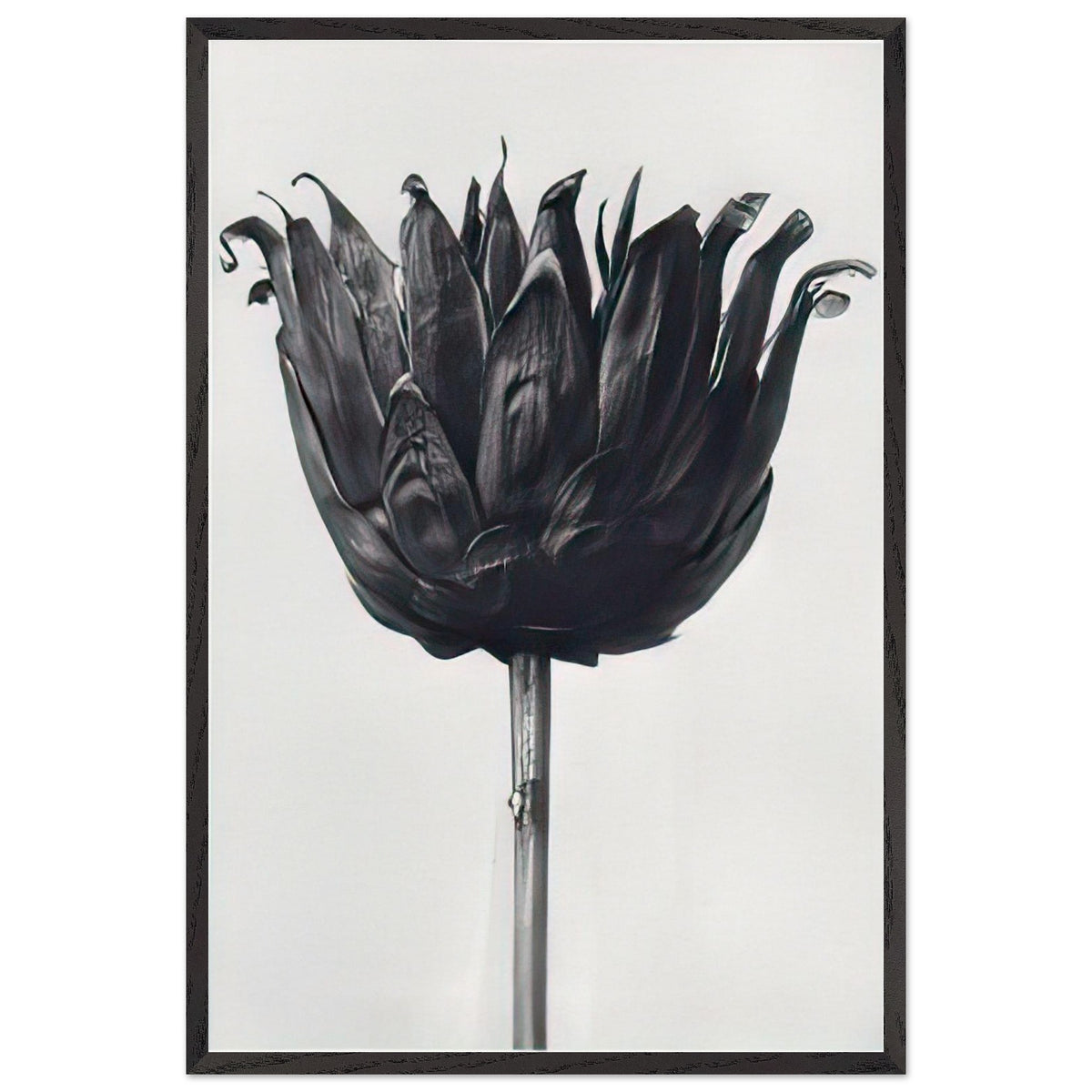 Art Forms in Nature 86 by Karl Blossfeldt, framed poster