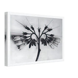 Art Forms in Nature 88 by Karl Blossfeldt, canvas, view 2