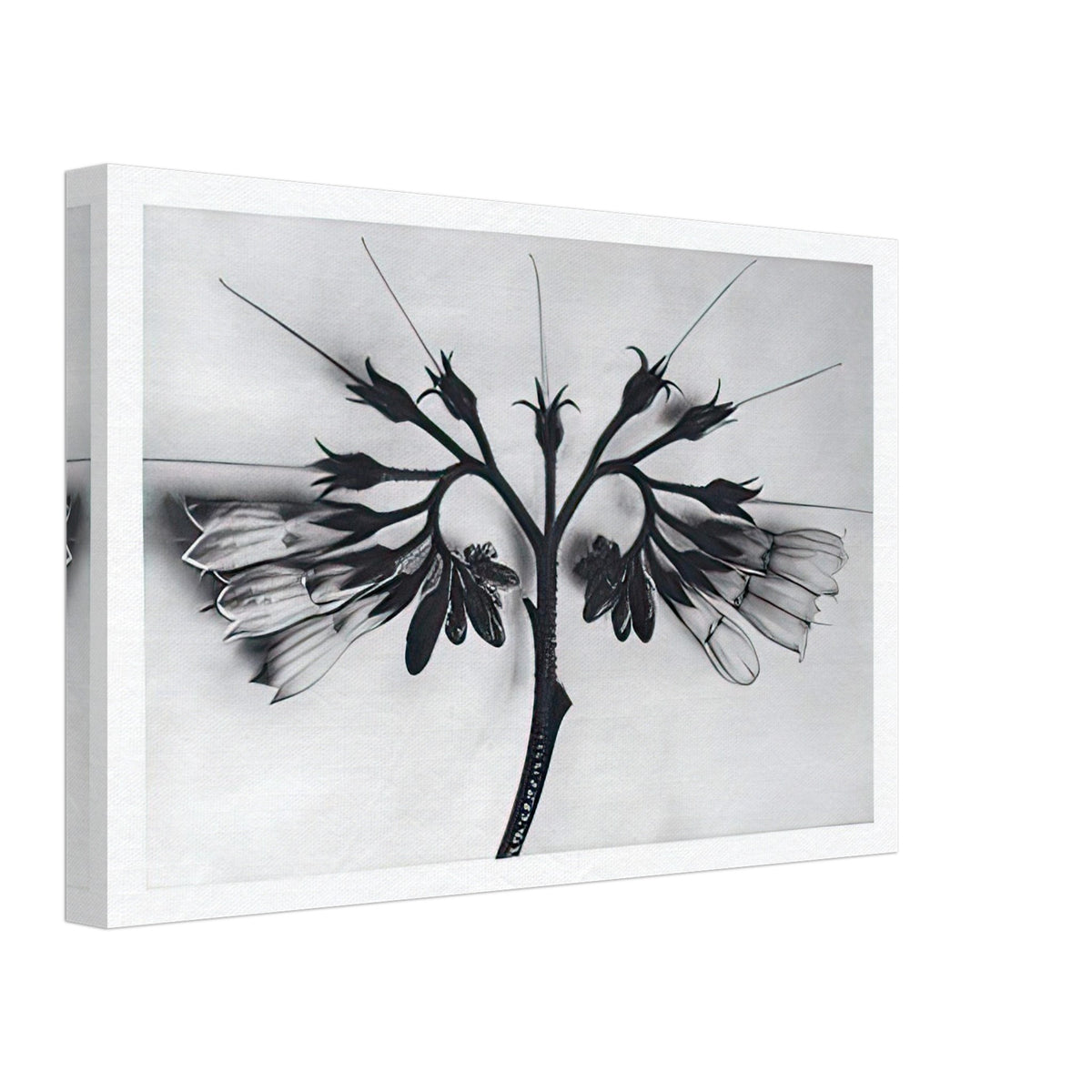 Art Forms in Nature 88 by Karl Blossfeldt, canvas, view 2