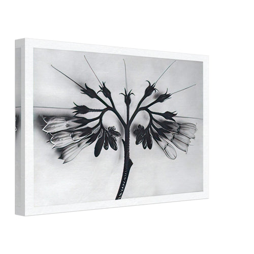 Art Forms in Nature 88 by Karl Blossfeldt, canvas, view 2