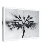 Art Forms in Nature 88 by Karl Blossfeldt, canvas