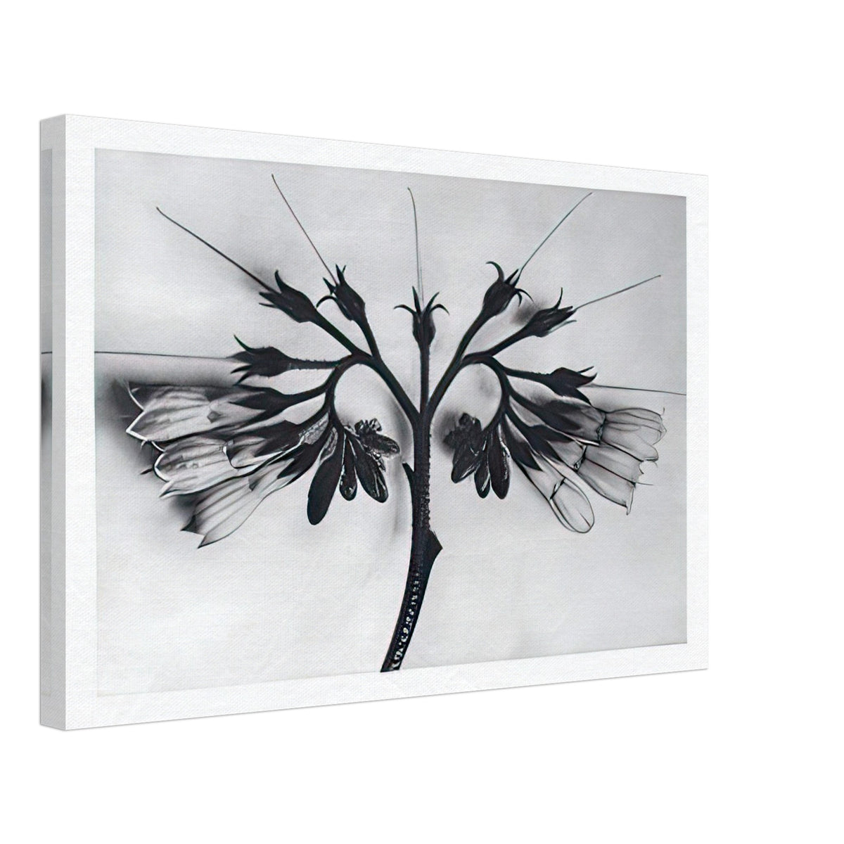 Art Forms in Nature 88 by Karl Blossfeldt, canvas