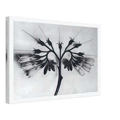 Art Forms in Nature 88 by Karl Blossfeldt, canvas