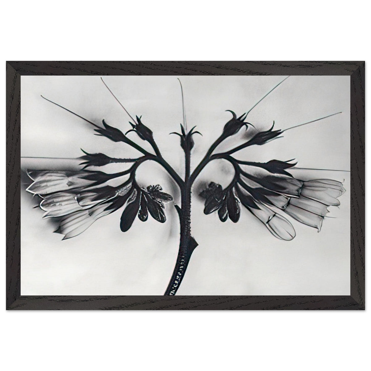Art Forms in Nature 88 by Karl Blossfeldt, framed poster, view 2