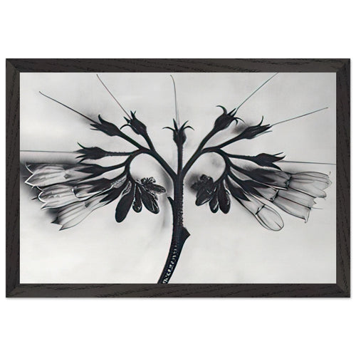 Art Forms in Nature 88 by Karl Blossfeldt, framed poster, view 2