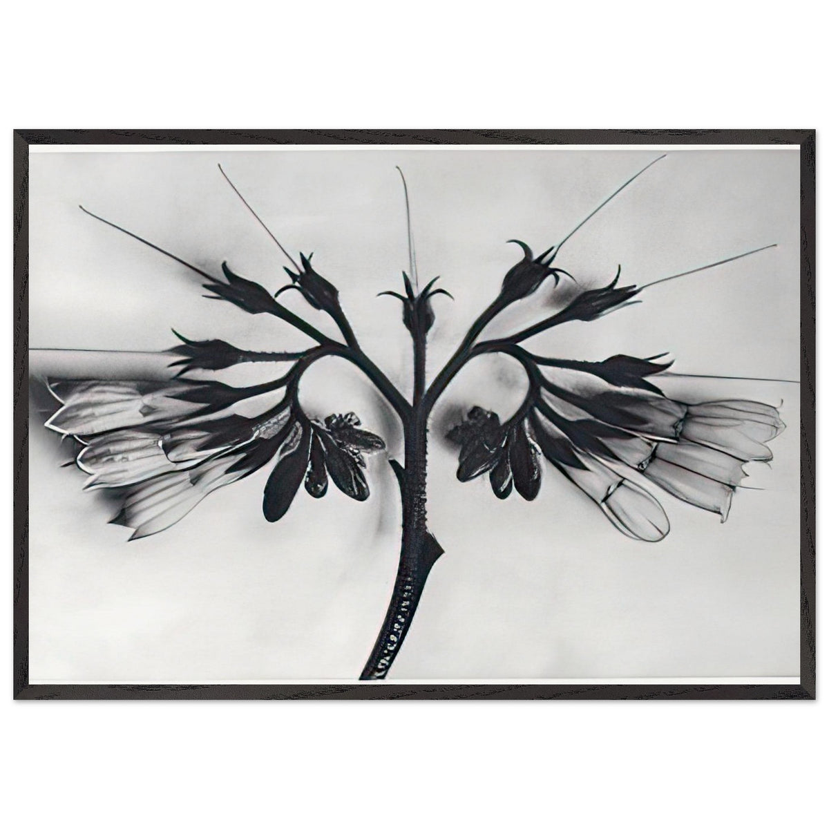 Art Forms in Nature 88 by Karl Blossfeldt, framed poster, view 3
