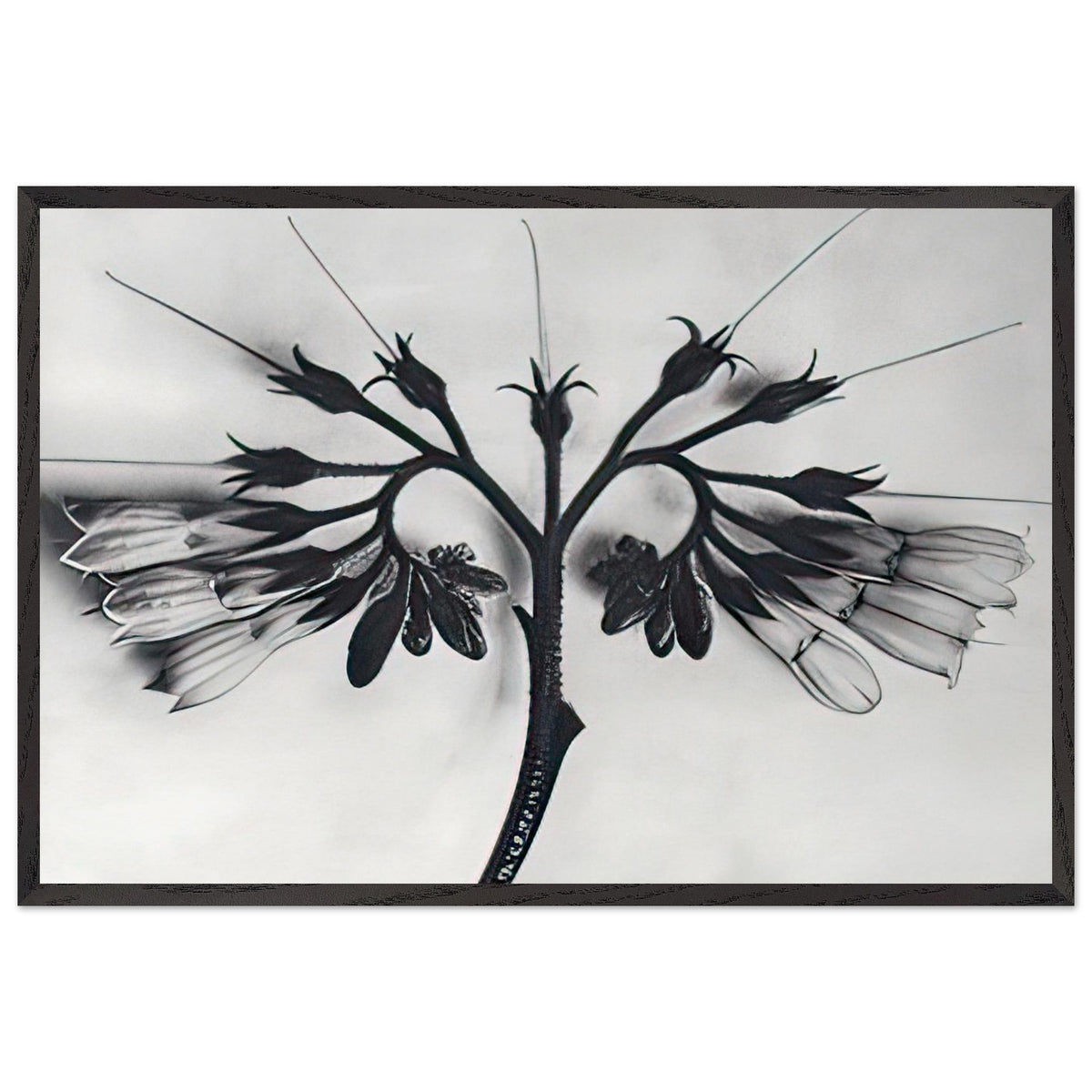 Art Forms in Nature 88 by Karl Blossfeldt, framed poster