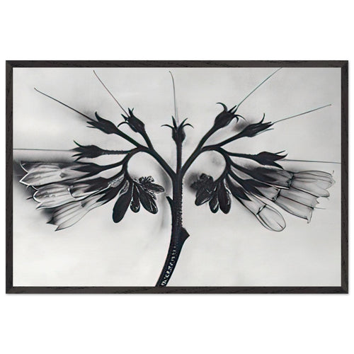Art Forms in Nature 88 by Karl Blossfeldt, framed poster