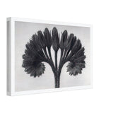 Art Forms in Nature 89 by Karl Blossfeldt, canvas, view 2