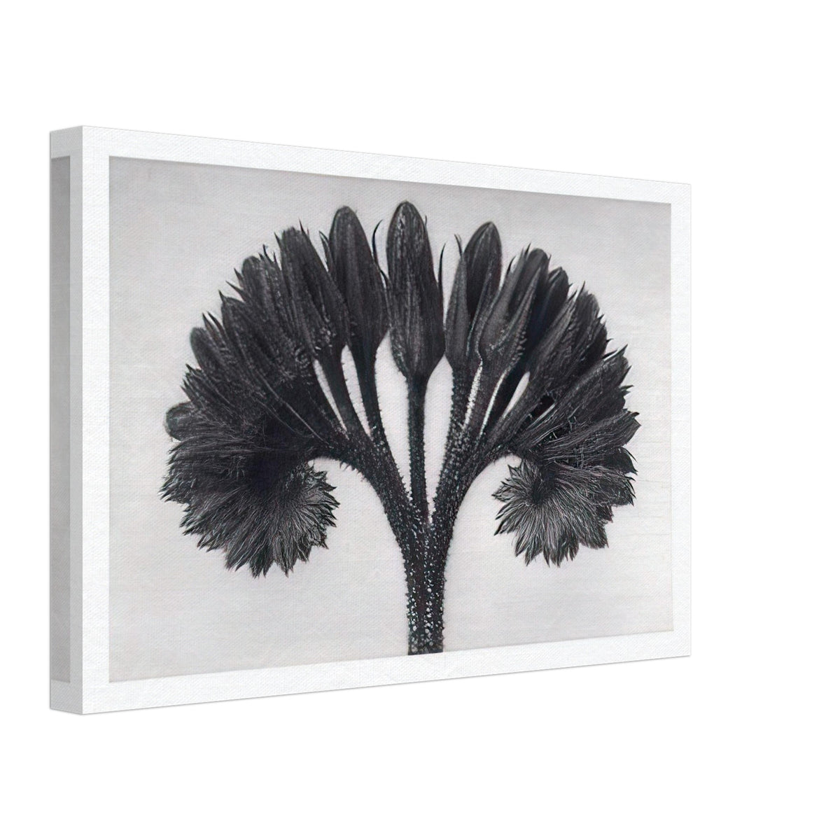 Art Forms in Nature 89 by Karl Blossfeldt, canvas, view 2