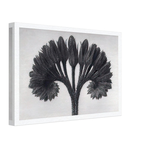 Art Forms in Nature 89 by Karl Blossfeldt, canvas, view 2