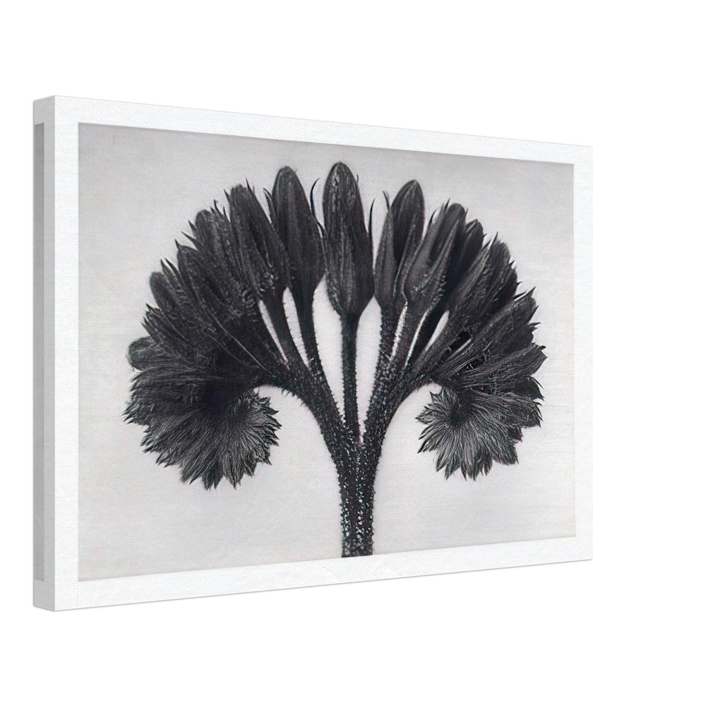 Art Forms in Nature 89 by Karl Blossfeldt, canvas