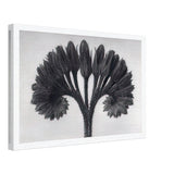 Art Forms in Nature 89 by Karl Blossfeldt, canvas