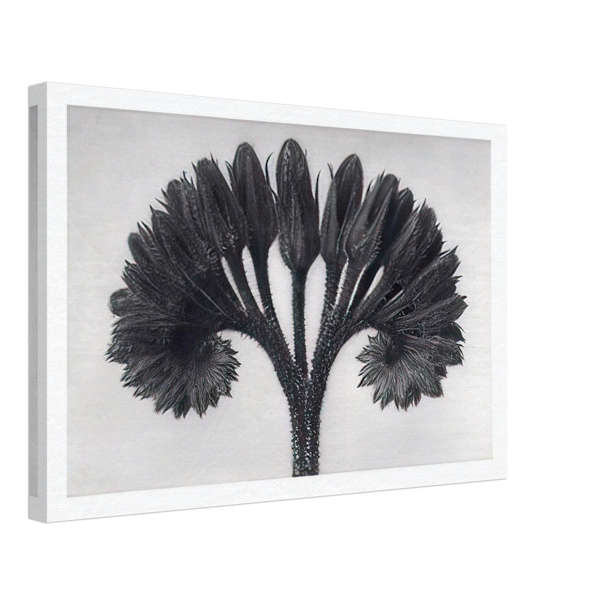 Art Forms in Nature 89 by Karl Blossfeldt, canvas