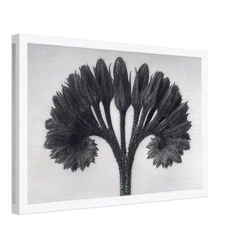 Art Forms in Nature 89 by Karl Blossfeldt, canvas