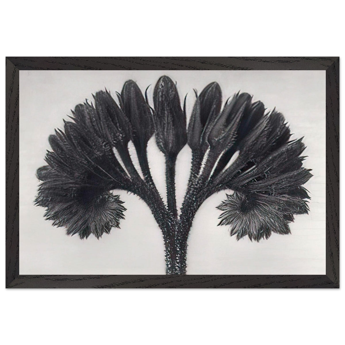 Art Forms in Nature 89 by Karl Blossfeldt, framed poster, view 2