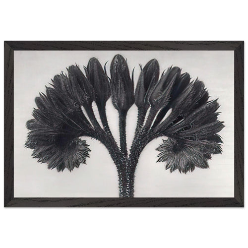 Art Forms in Nature 89 by Karl Blossfeldt, framed poster, view 2