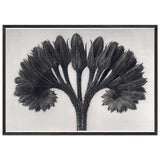 Art Forms in Nature 89 by Karl Blossfeldt, framed poster, view 3
