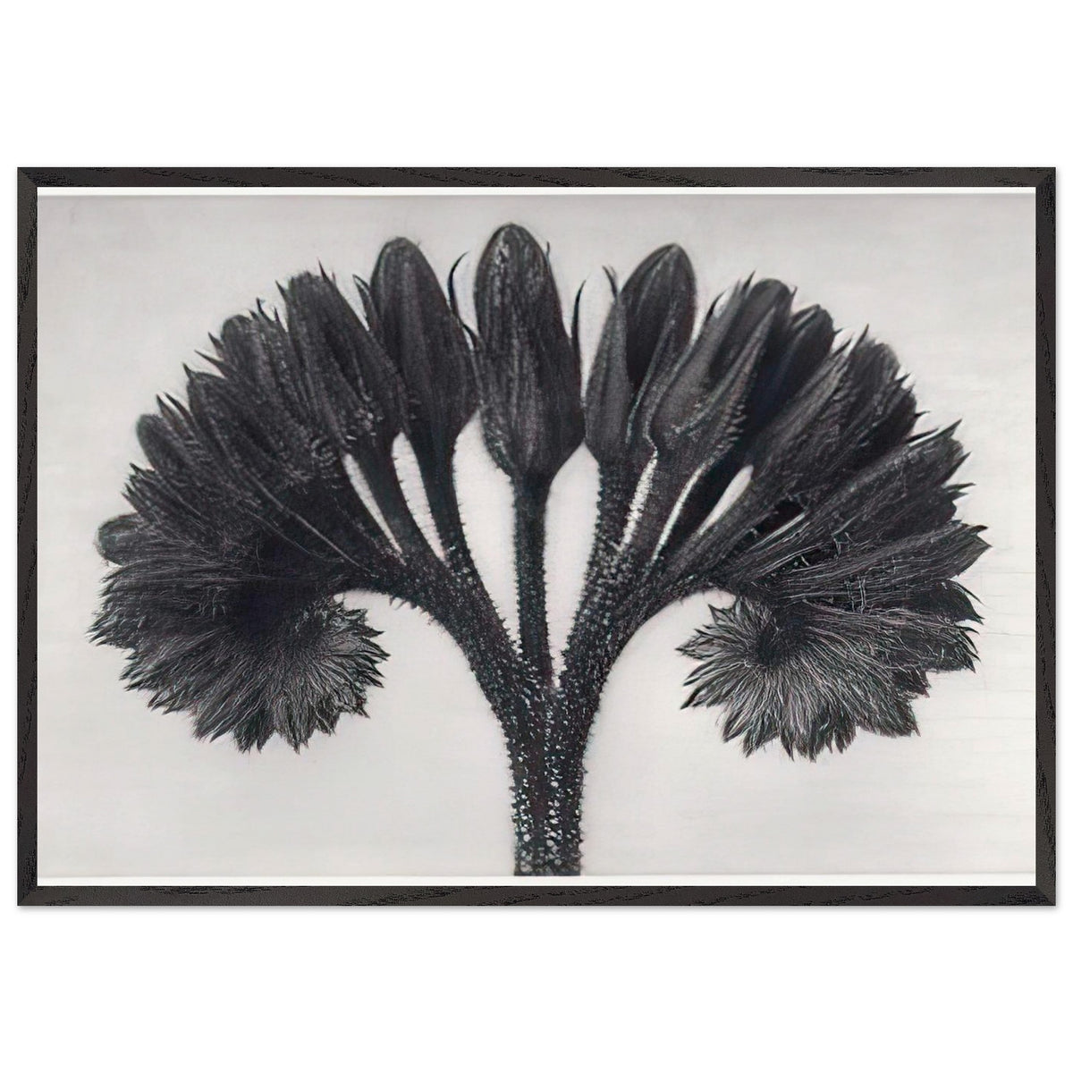 Art Forms in Nature 89 by Karl Blossfeldt, framed poster, view 3