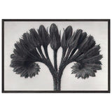 Art Forms in Nature 89 by Karl Blossfeldt, framed poster