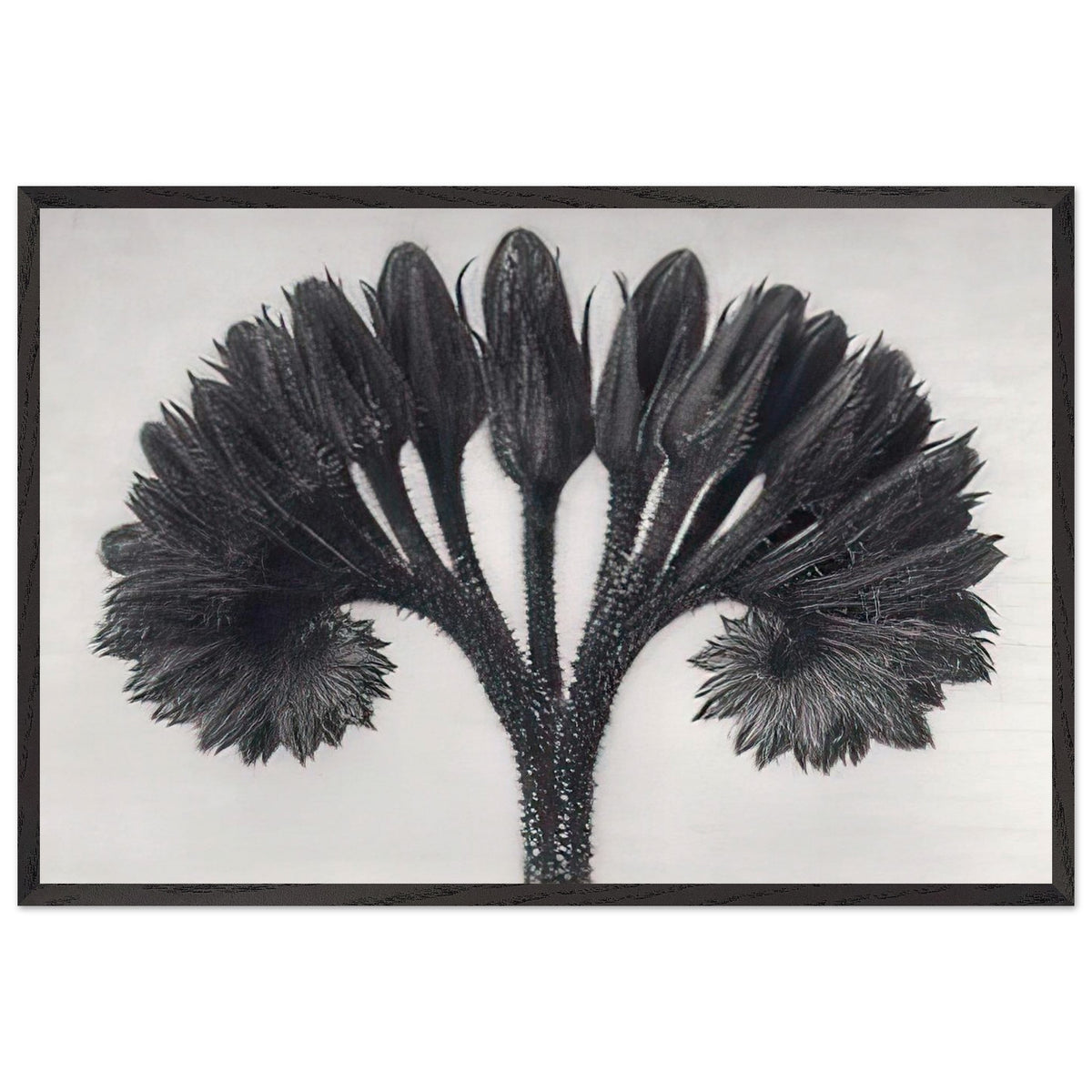 Art Forms in Nature 89 by Karl Blossfeldt, framed poster