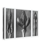Art Forms in Nature 9 by Karl Blossfeldt, canvas, view 2