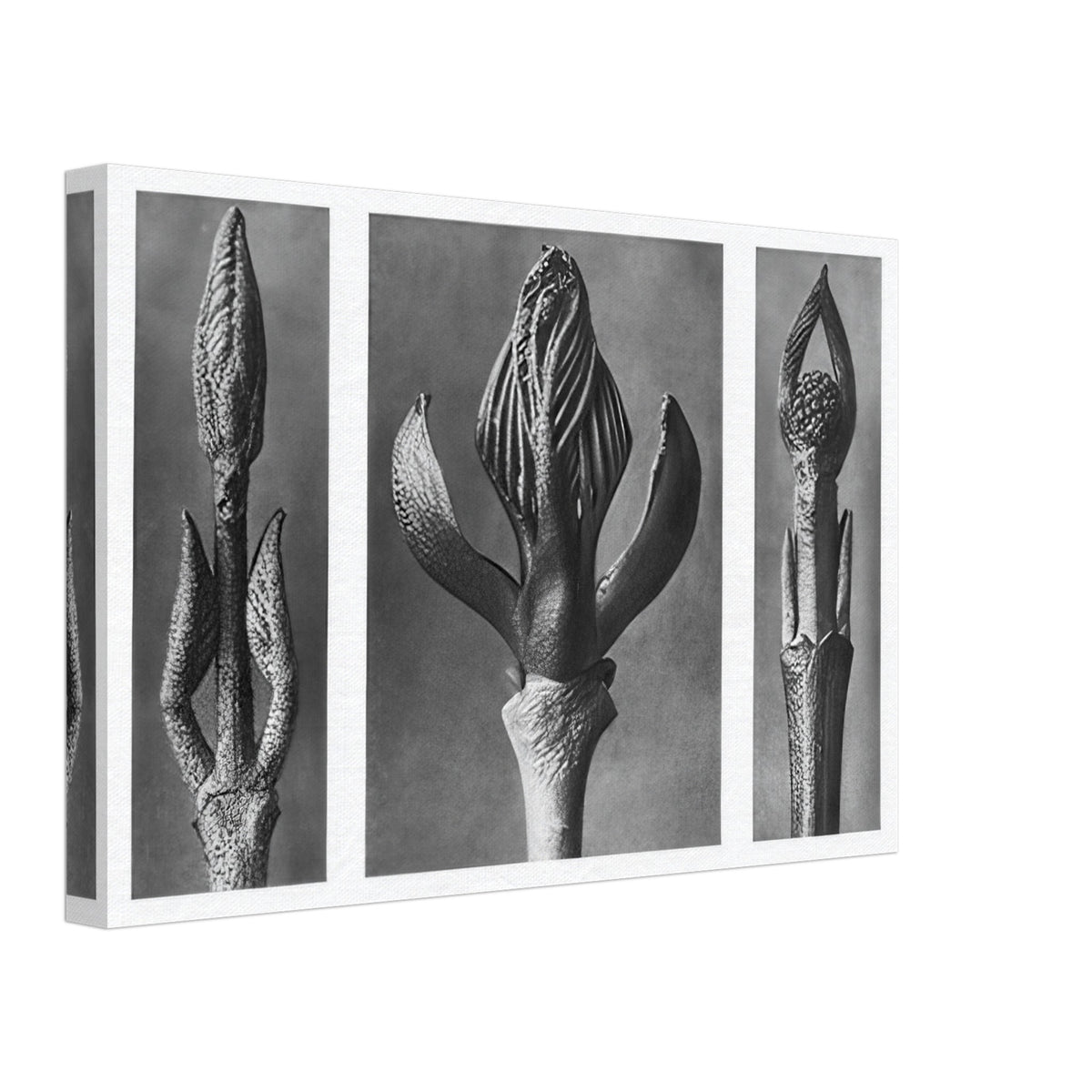 Art Forms in Nature 9 by Karl Blossfeldt, canvas, view 2
