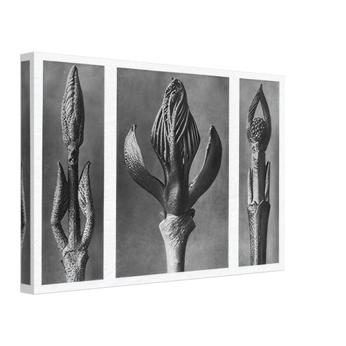 Art Forms in Nature 9 by Karl Blossfeldt, canvas, view 2